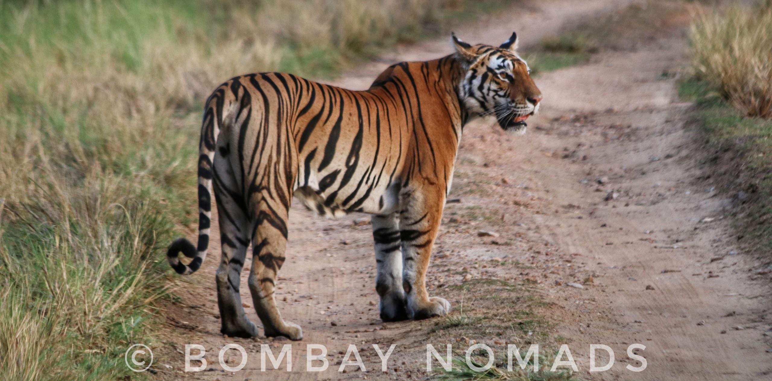 Kanha Tiger