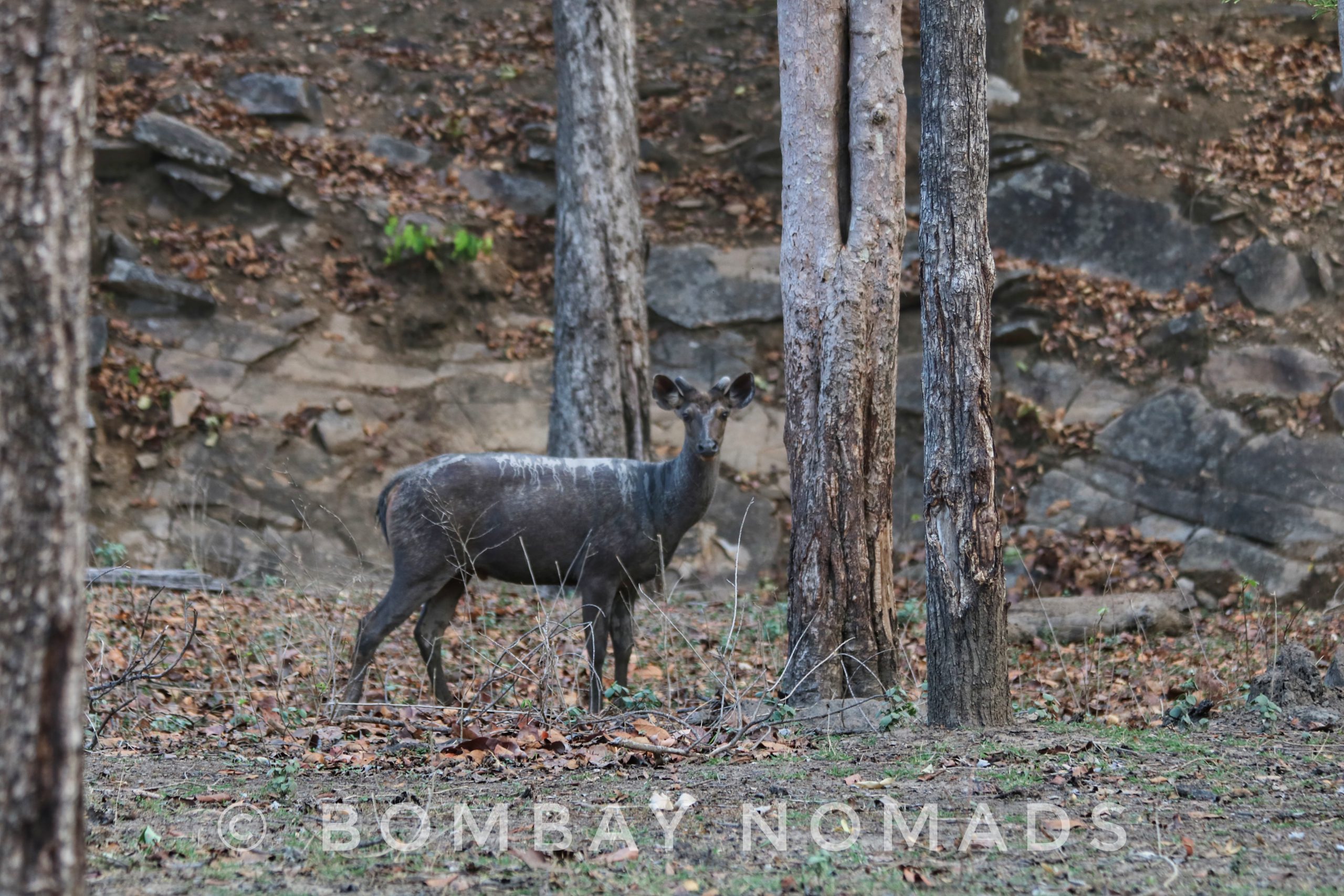 Kanha Sambar Deer