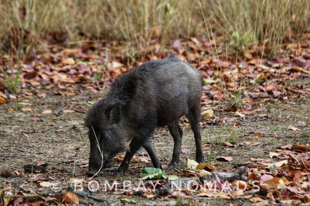 Kanha Wild Boar