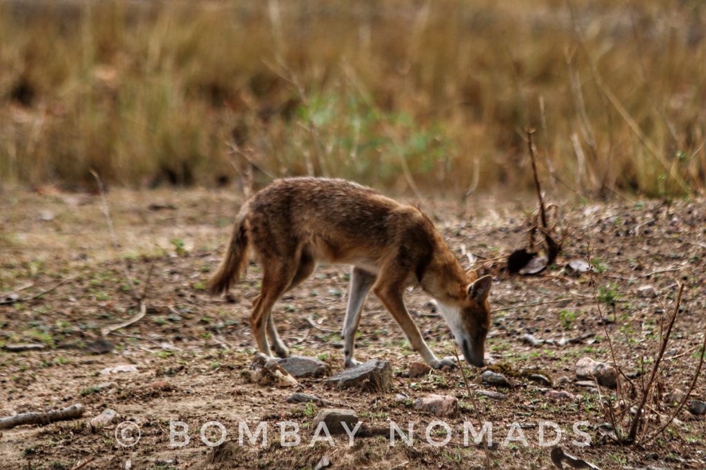 Kanha Indian Jackal