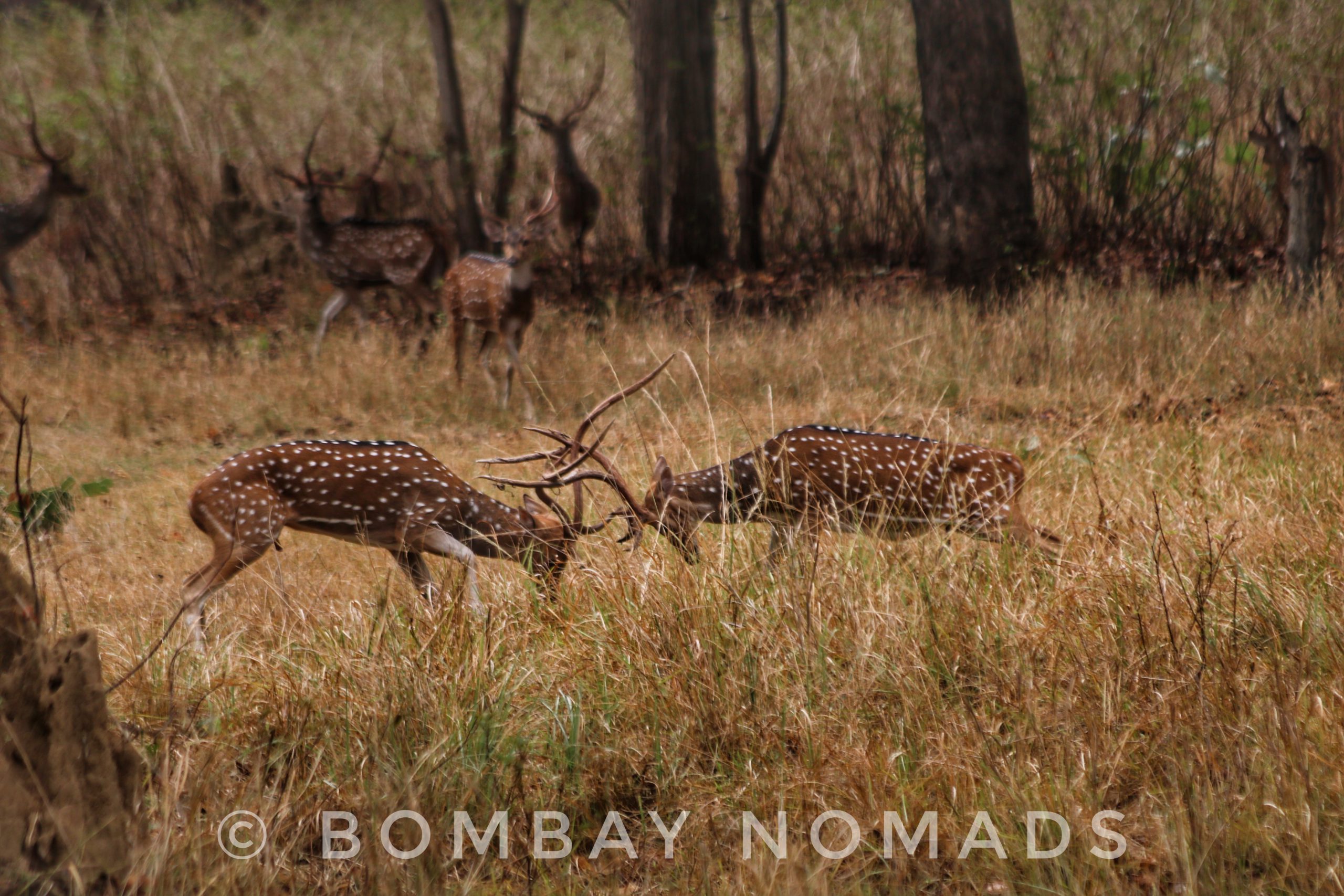 Kanha Chital