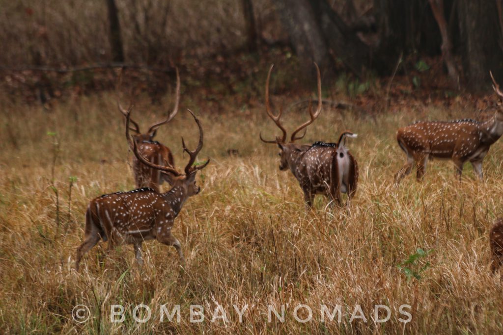 Kanha National Park Chital