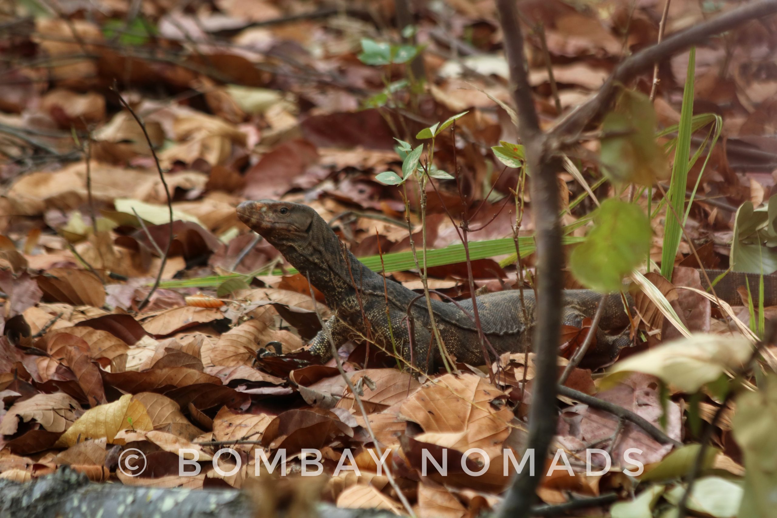 Kanha Bengal Monitor Lizard