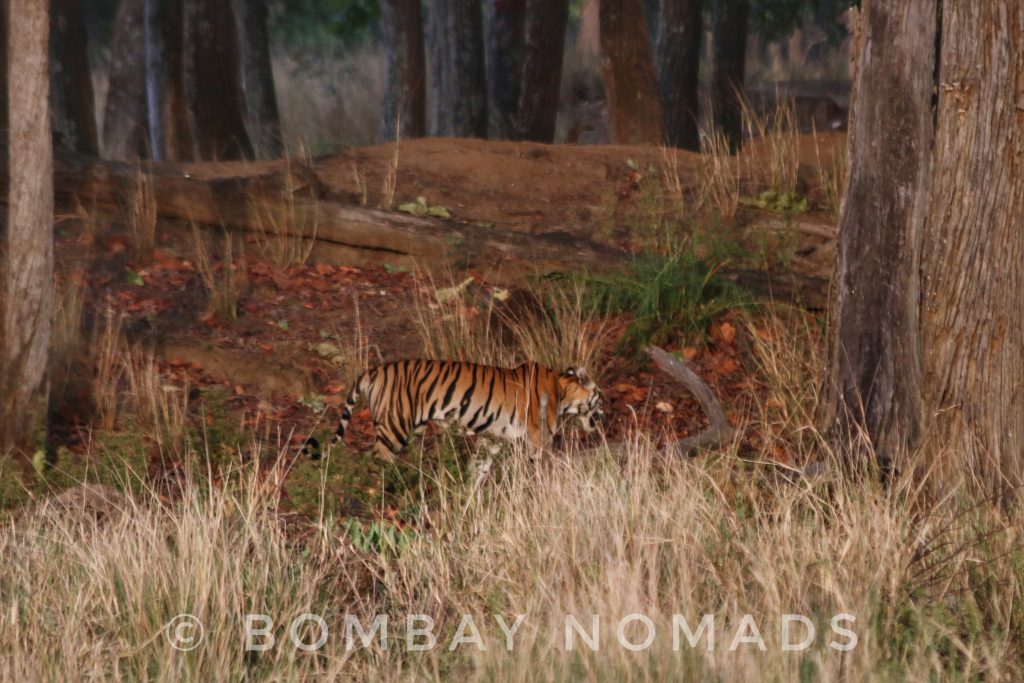 Kanha Tiger