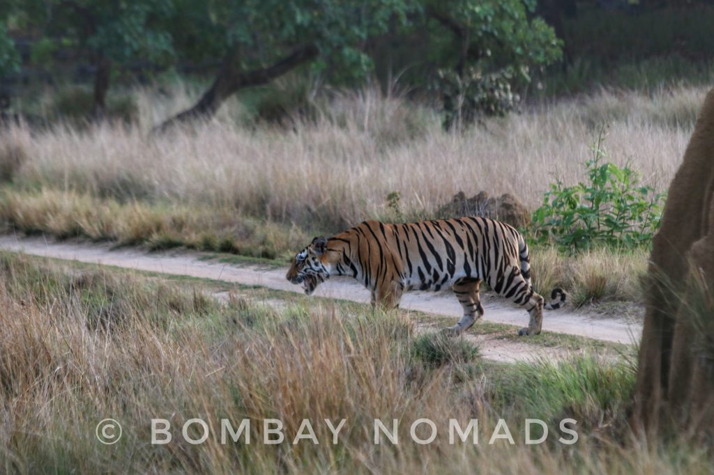 Kanha Tiger