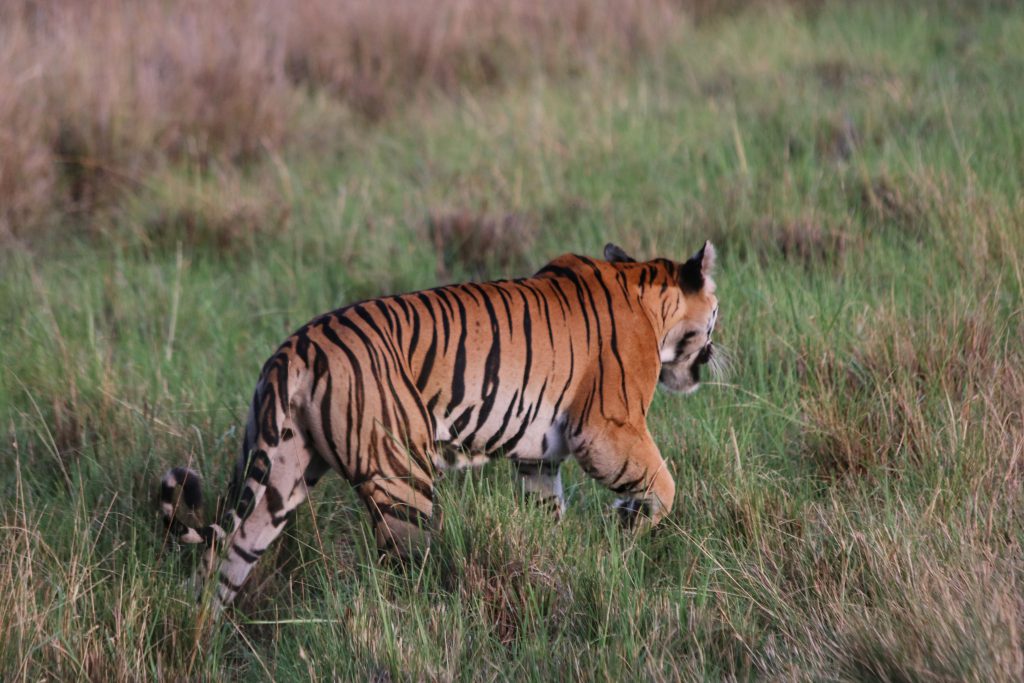 Kanha Tiger Neelam