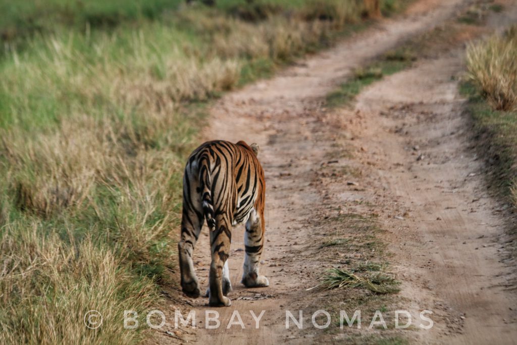 Kanha Tiger Neelam