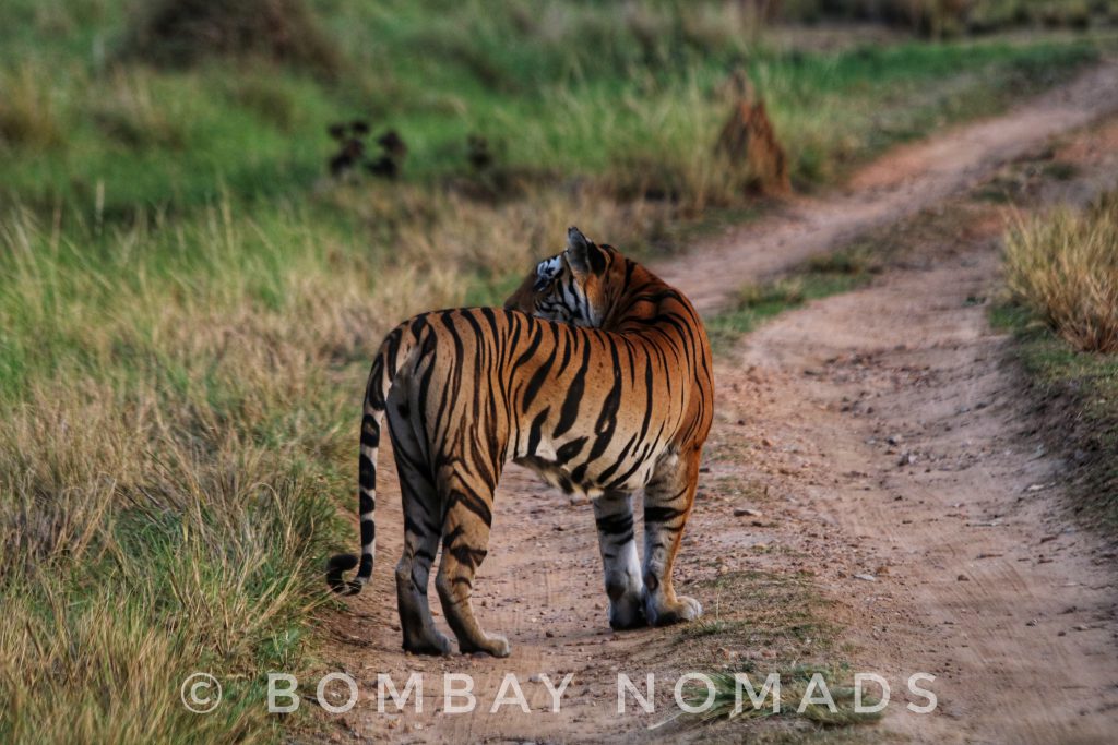 Kanha Tiger