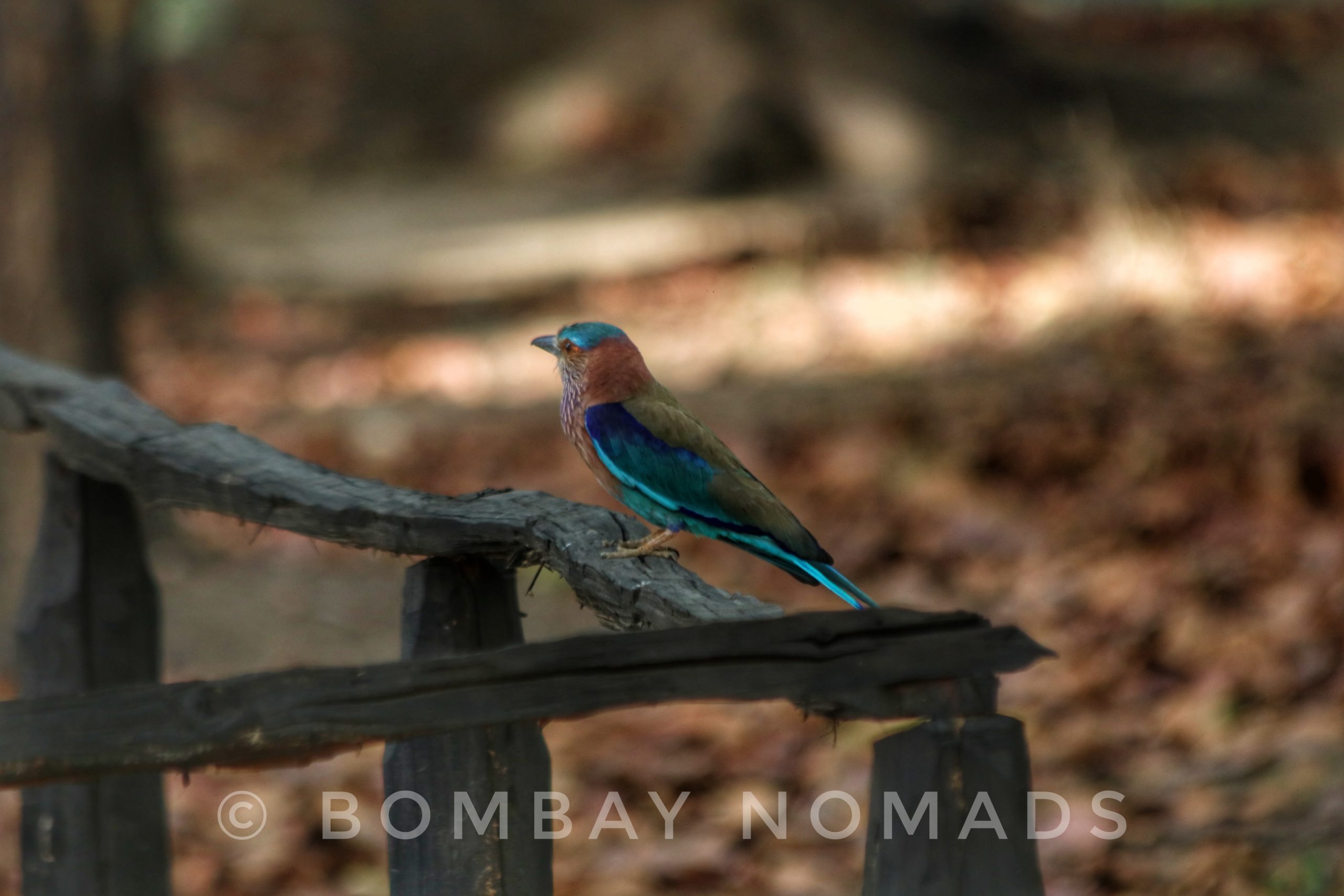 Kanha Indian Roller