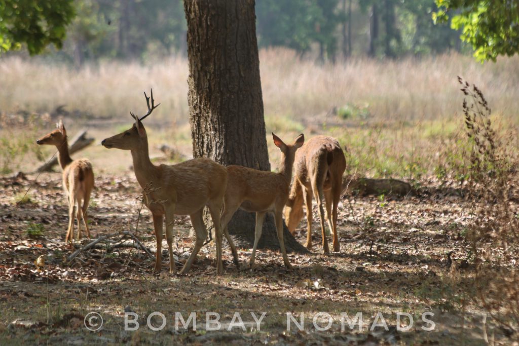 Kanha Barasingha