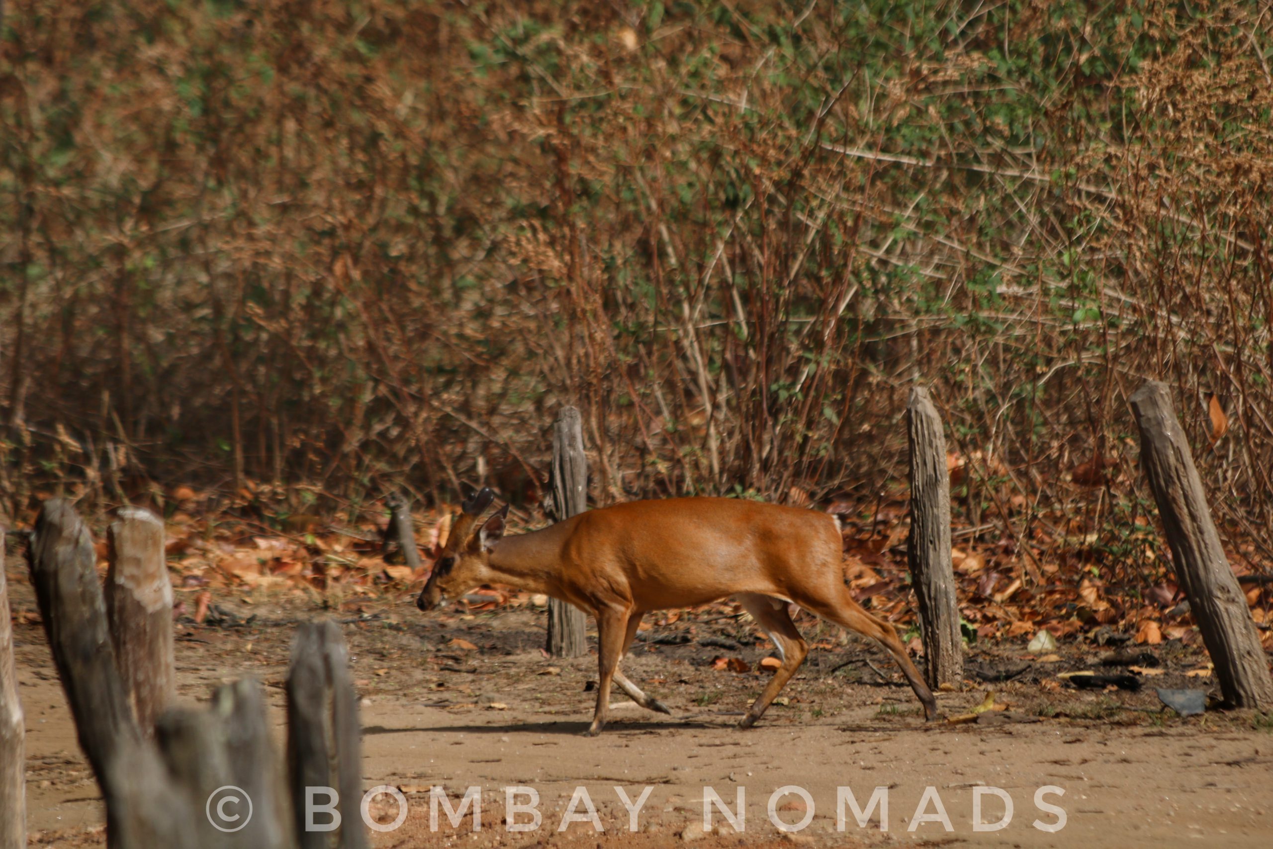 Kanha Barking Deer