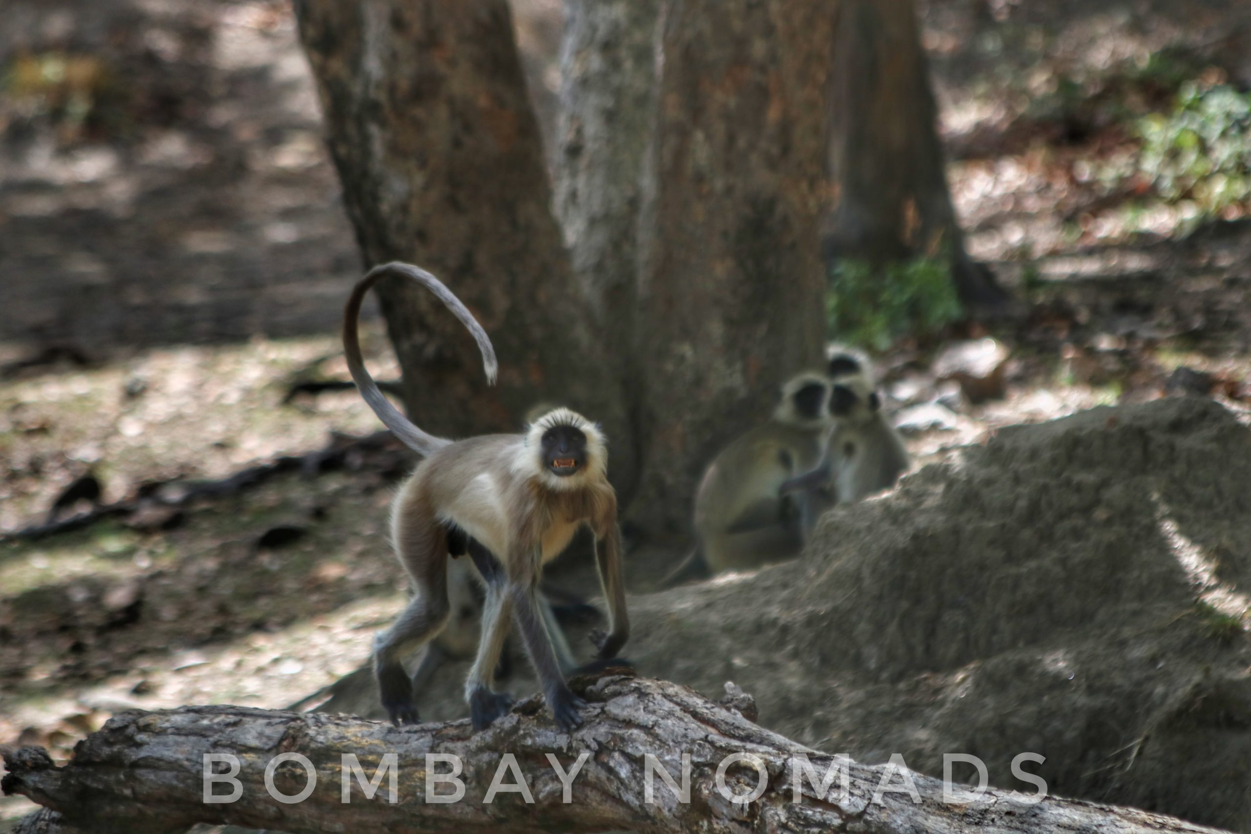 Kanha Langoor